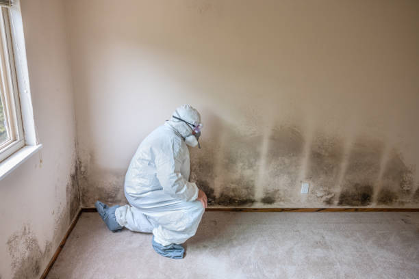 Best Mold Remediation for Schools in Klamath Falls, OR